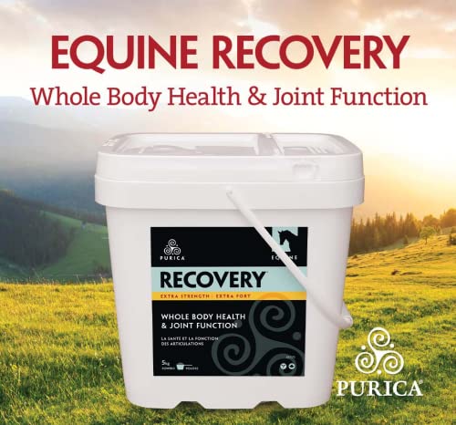 PURICA Recovery Extra Strength Extra Fort - Supplément pour Chevaux - Favorise la Santé et la Performance du Cheval, avec MSM et Glucosamine