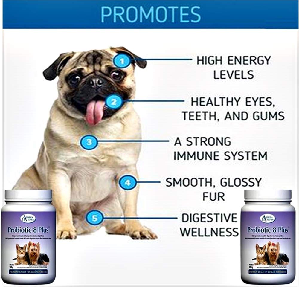 Omega Alpha Probiotic 8 Plus Poudre pour Chiens et Chats, Probiotiques pour Chiens - Soutient la Santé Intestinale, Améliore le Bien-être Digestif, la Santé des Yeux, des Dents et des Gencives, Formulé par des Vétérinaires, Fabriqué au Canada