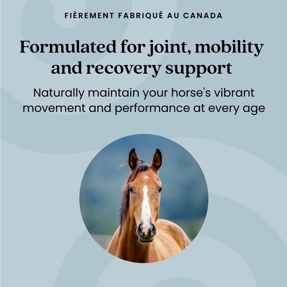 PURICA Recovery Extra Strength Extra Fort - Supplément pour Chevaux - Favorise la Santé et la Performance du Cheval, avec MSM et Glucosamine