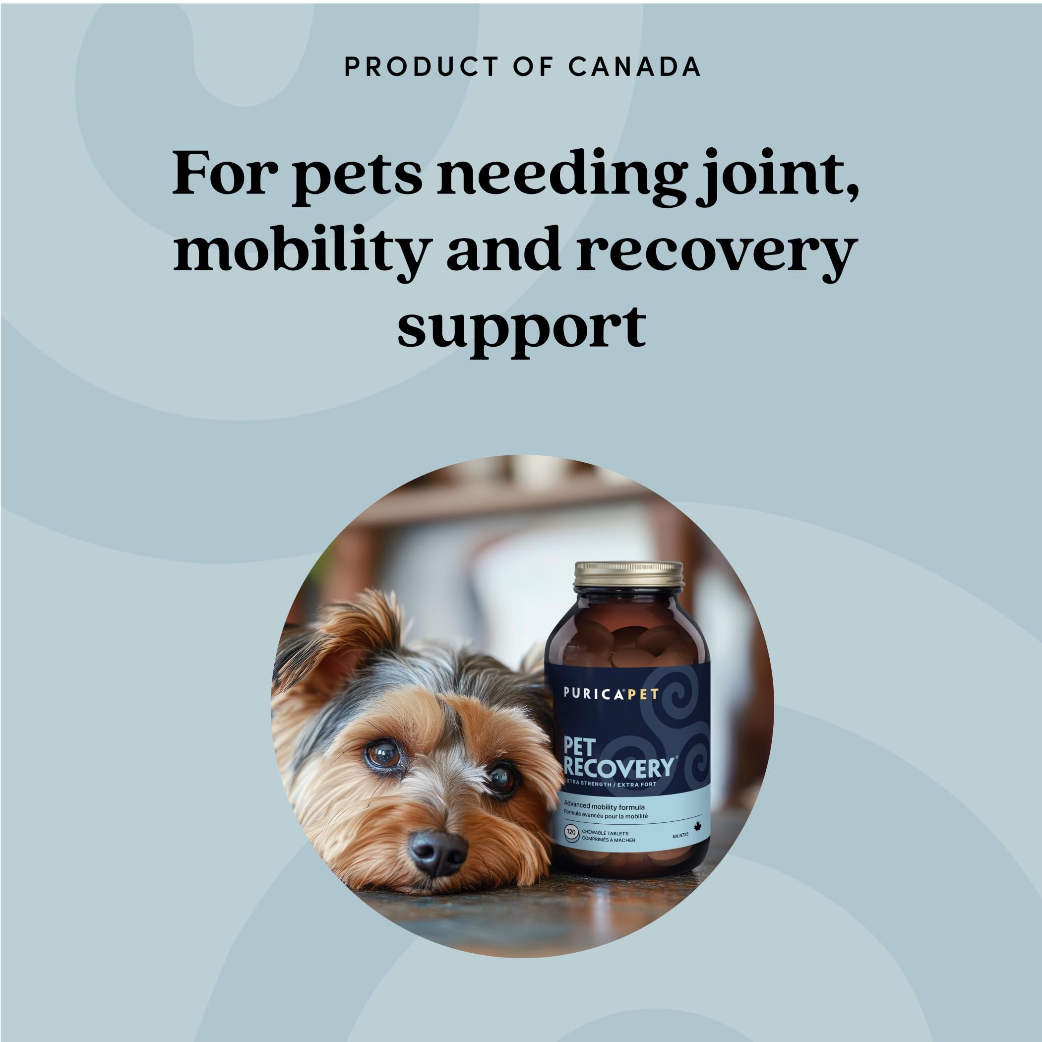 PURICA Récupération Animaux