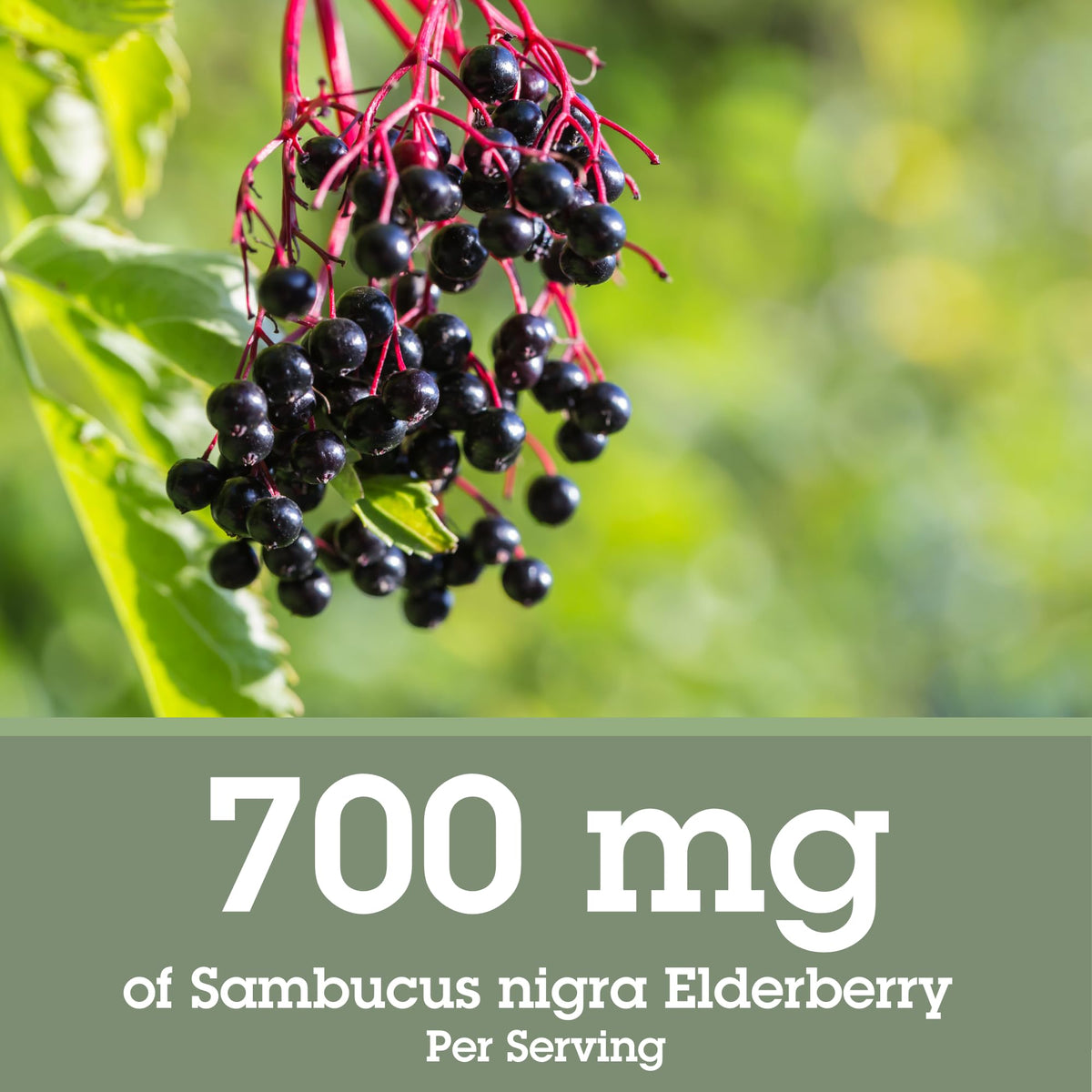 Quantum Health - Elderberry Standard Extract Liquid 60 ml