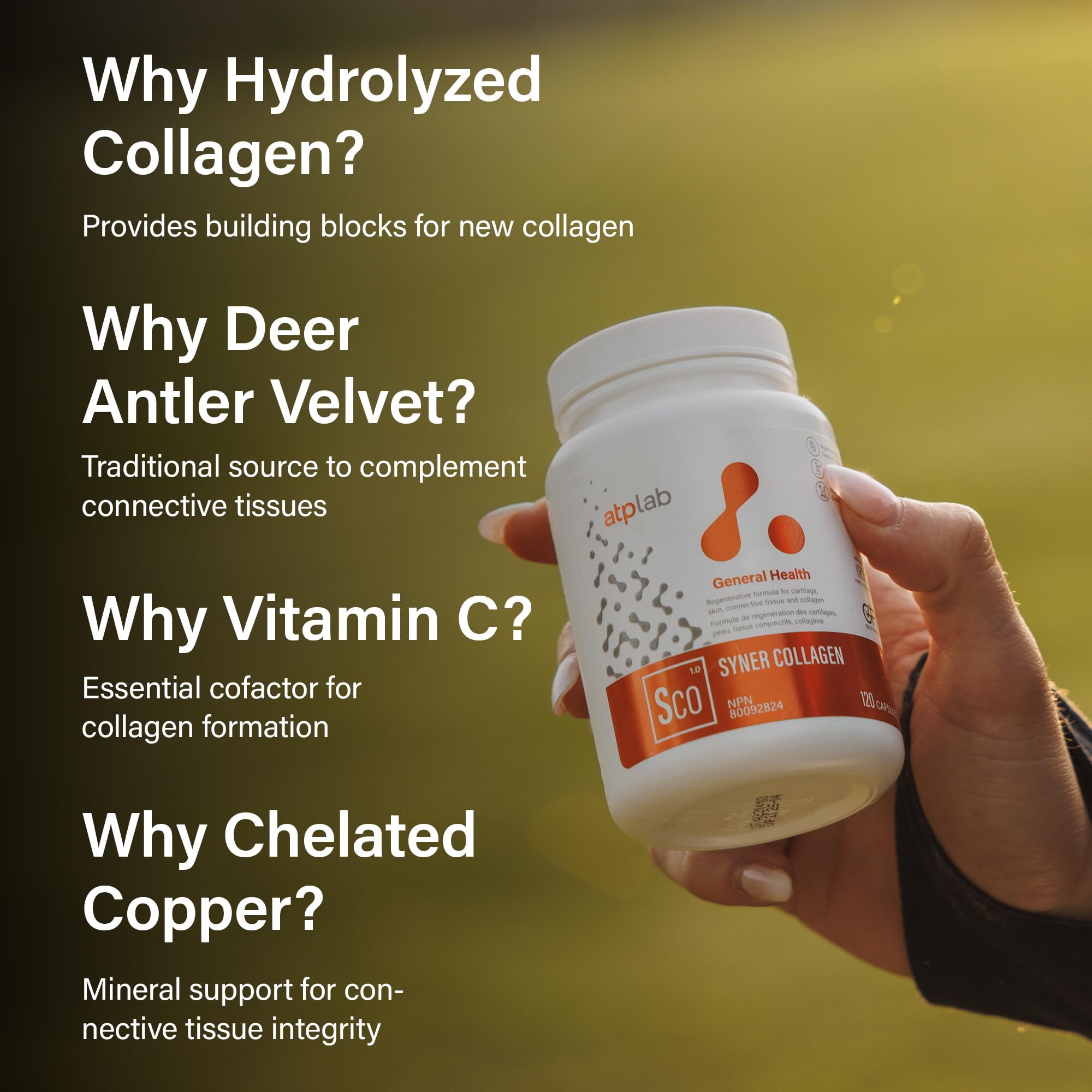 ATP LAB - Syner Collagen 120 Capsules - Collagen Supplements Capsules - Joint Health - Knee Joint Pain Relief and Cartilage Repair Supplement