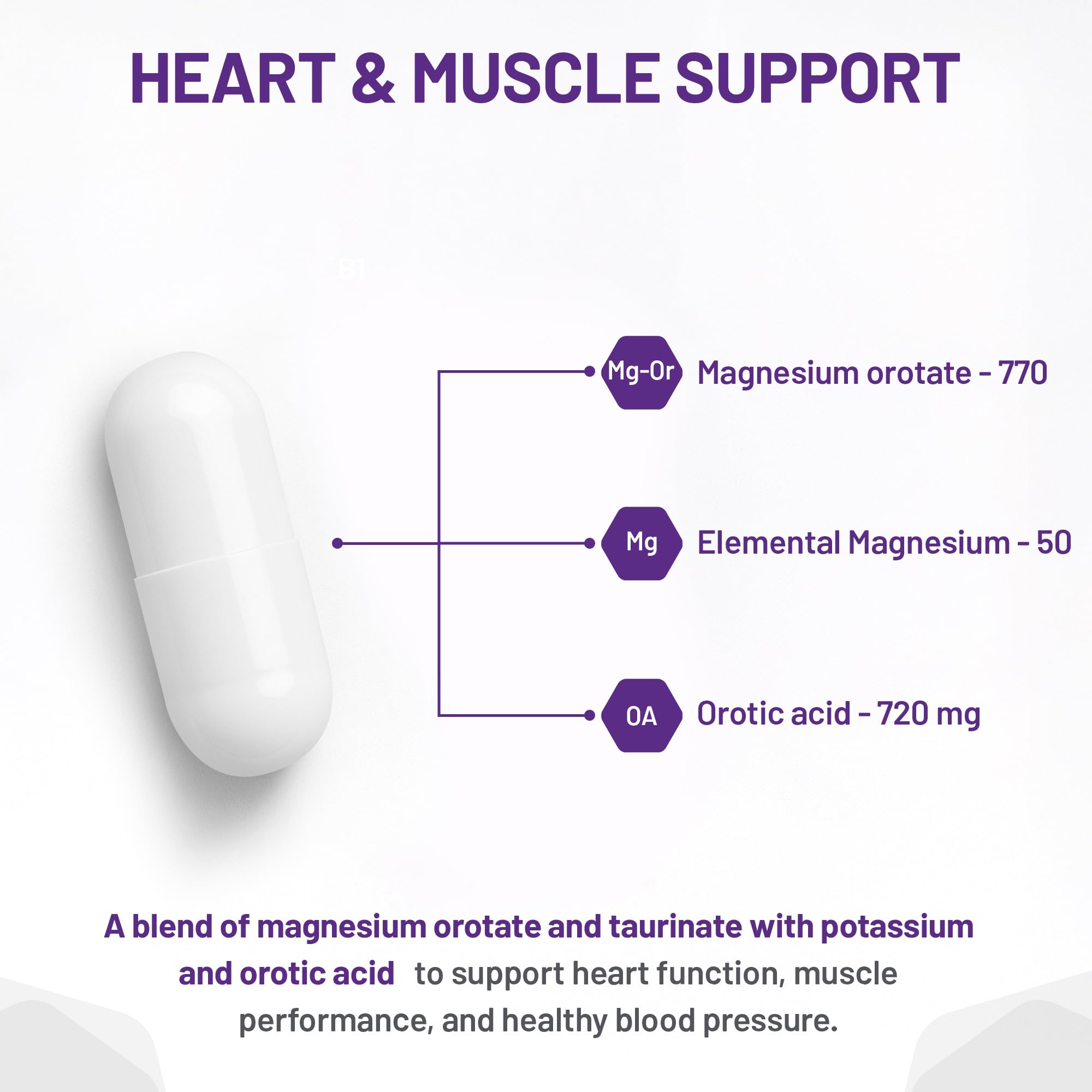 AOR Cardio Mag 2.0 Orotate de Magnésium 770mg, 120 Gélules Pour 30 Jours - Soutien Cardiovasculaire, Fonction Cardiaque, Production d'Énergie & Récupération, Magnésium pour Individus Actifs Favorisant le Bien-être Vital