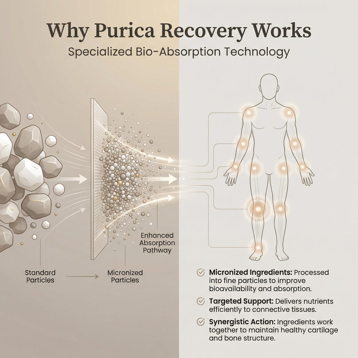 PURICA Recovery Adaptogen Formula, Vegan Capsules, 1000mg MSM, 360 Capsules