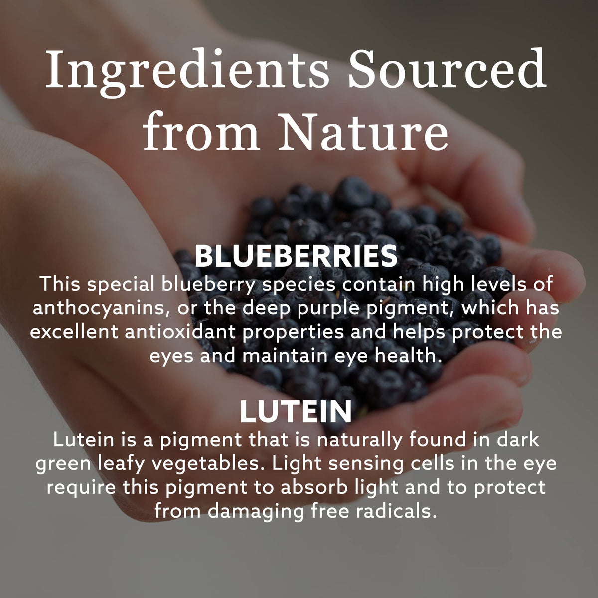 New Nordic Blue Berry Strong, 400 mg Bilberry, 120 Tablets