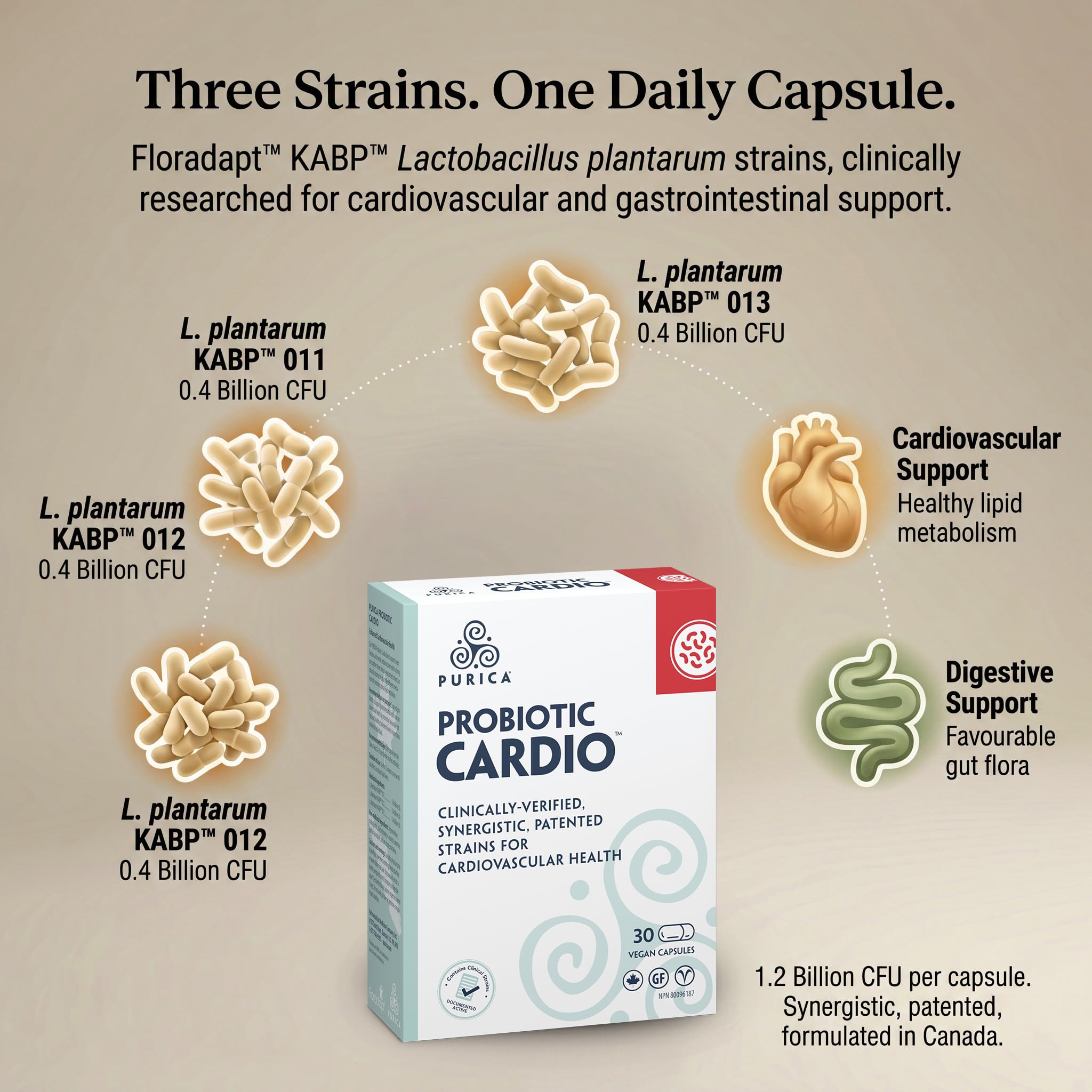 Purica Probiotic Cardio Formula 30 Veggie Capsules, Heart Function Support and Digestive Wellness with KABP Probiotic Strains 30 Day Supply For Adults