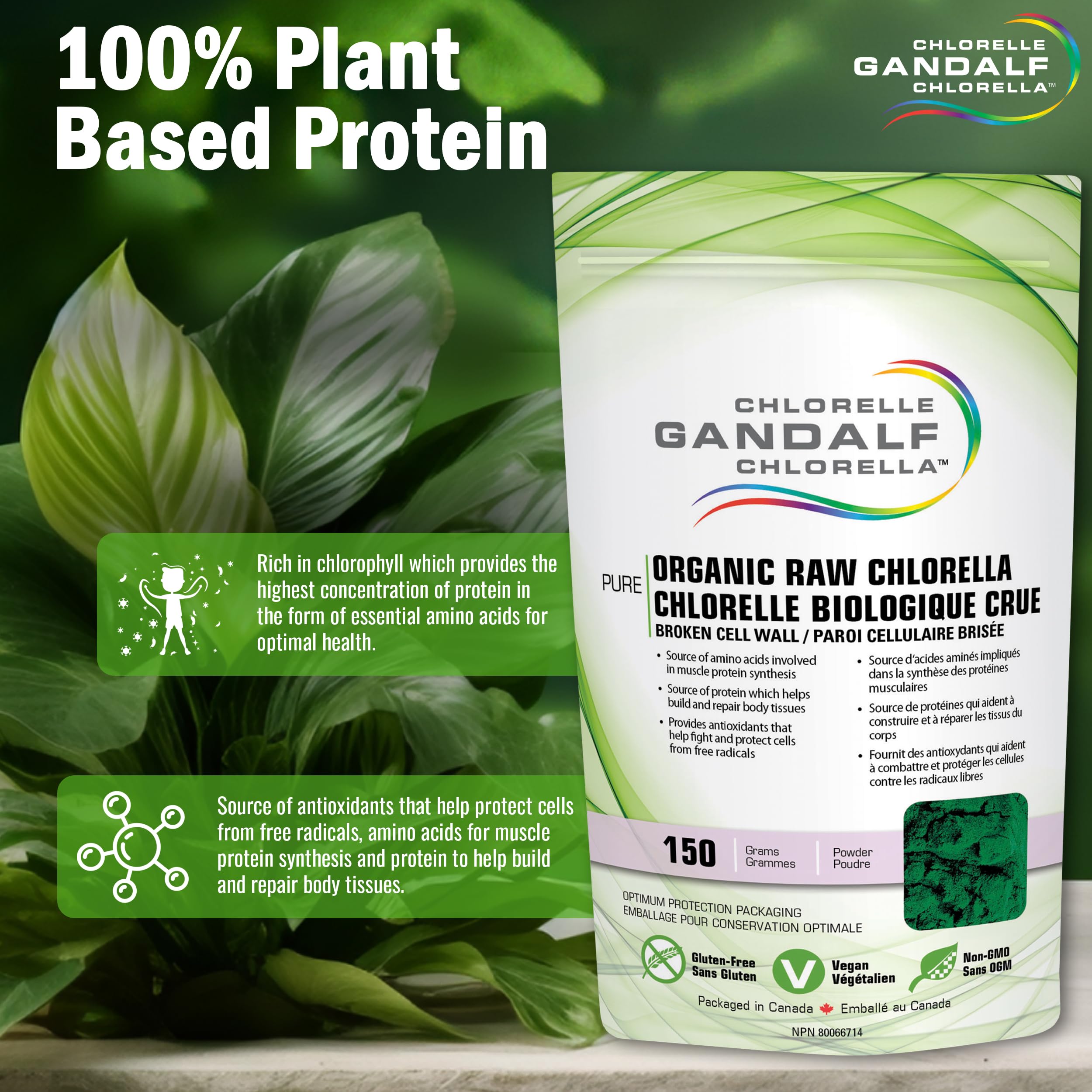 Gandalf Organic Raw Chlorella Powder Broken Cell Wall, 150g, 50-Servings, Vegan, Packed with Chlorophyll & Trace Elements, Promotes Vitality, Focus & Digestive Wellness