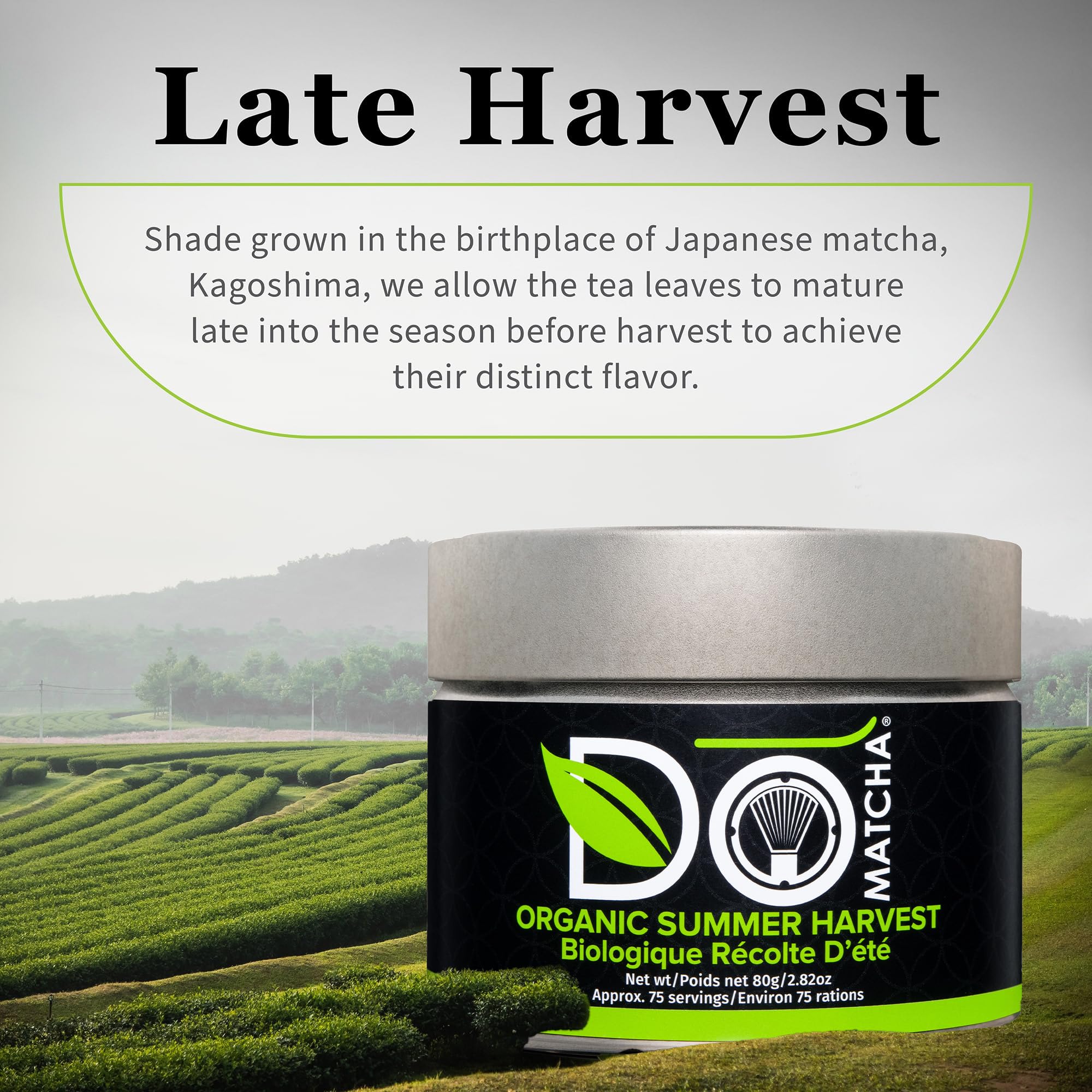 DoMatcha Récolte d'été - Poudre de thé vert matcha japonais pour smoothies, lattes, pâtisseries et créations culinaires - Riche en antioxydants, couleur verte éclatante, certifié casher