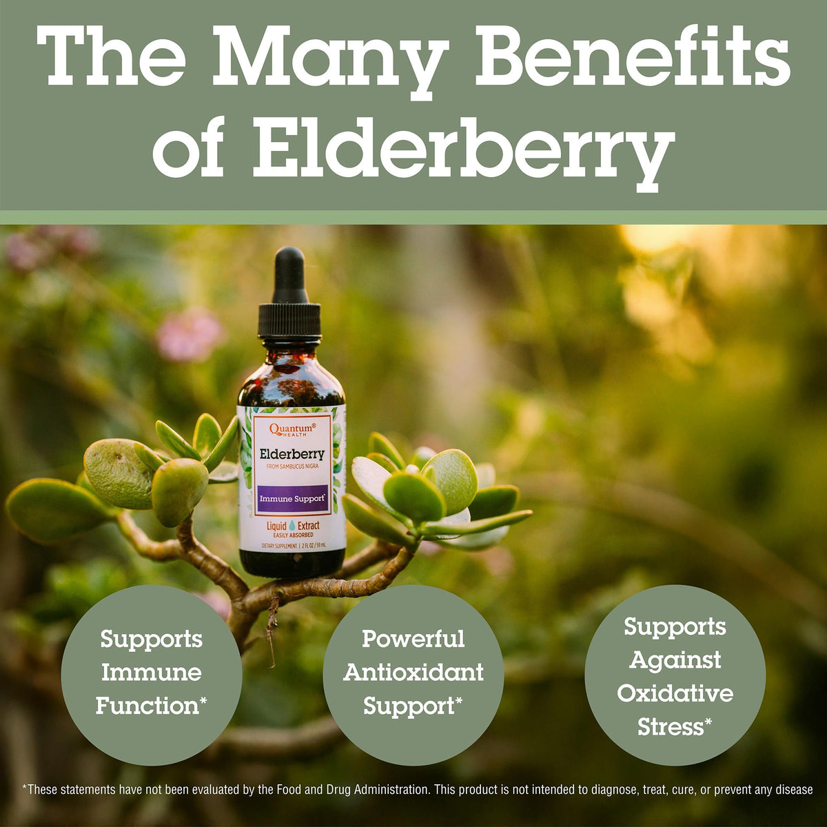 Quantum Health - Elderberry Standard Extract Liquid 60 ml