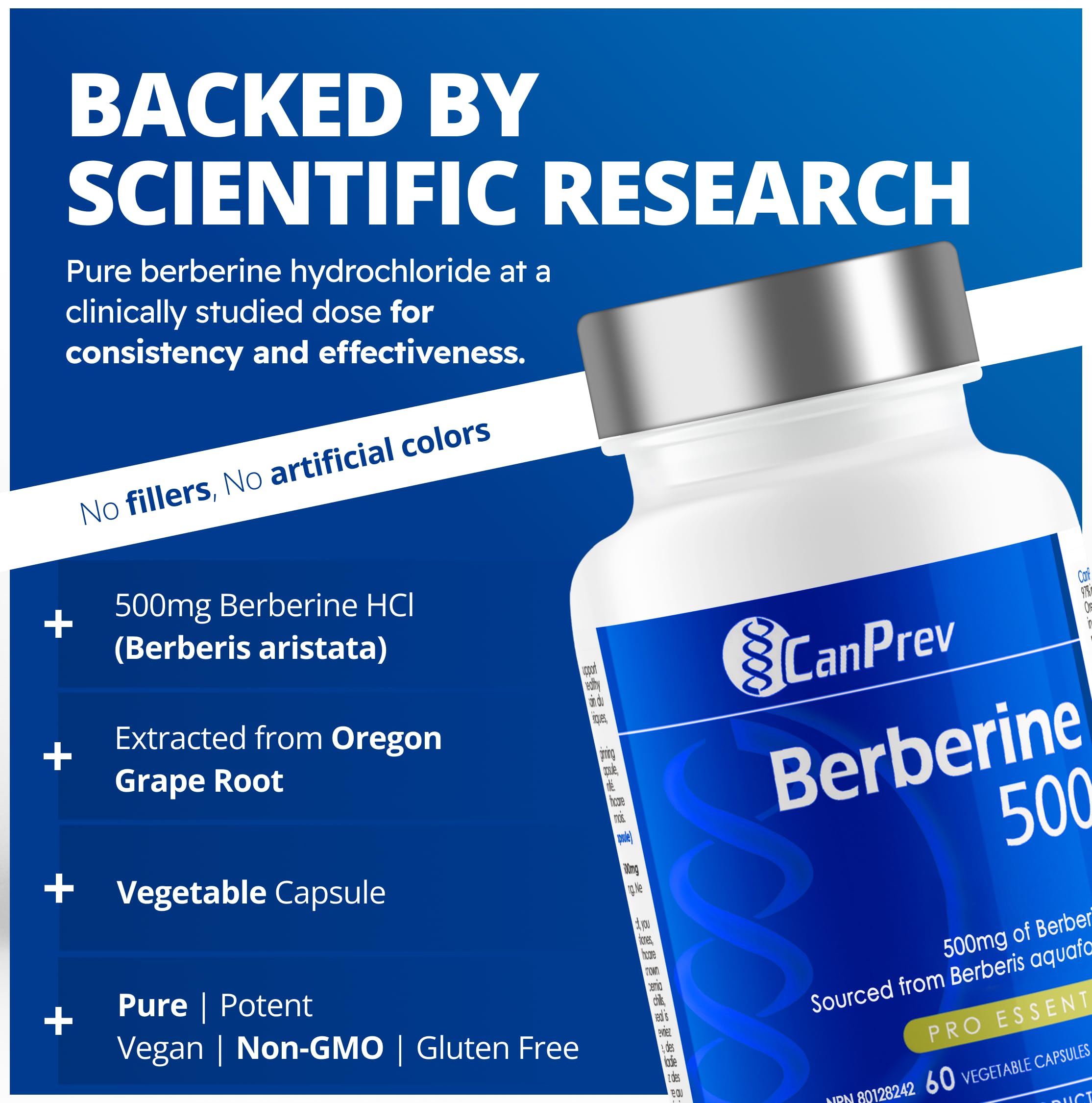 CanPrev - Berbérine 500mg, 60 gélules végétaliennes, Cure de 30 jours - Favorise un Métabolisme du Glucose Sain - Contribue au Maintien de Niveaux de Cholestérol et de Lipides Sanguins Sains - Source d'Antioxydants