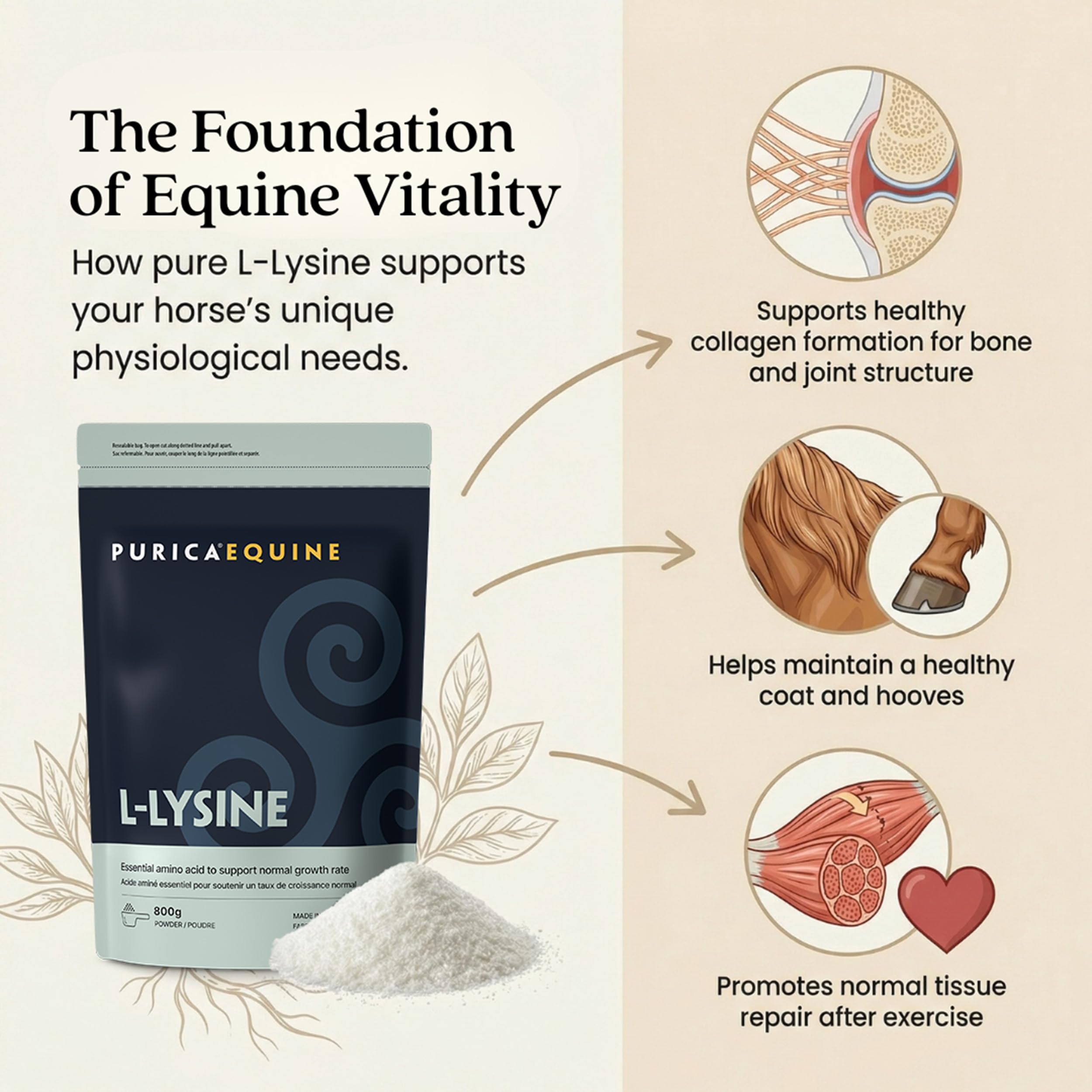 PURICA Lysine Powder for Horses, Collagen Support, Made in Canada, 800g